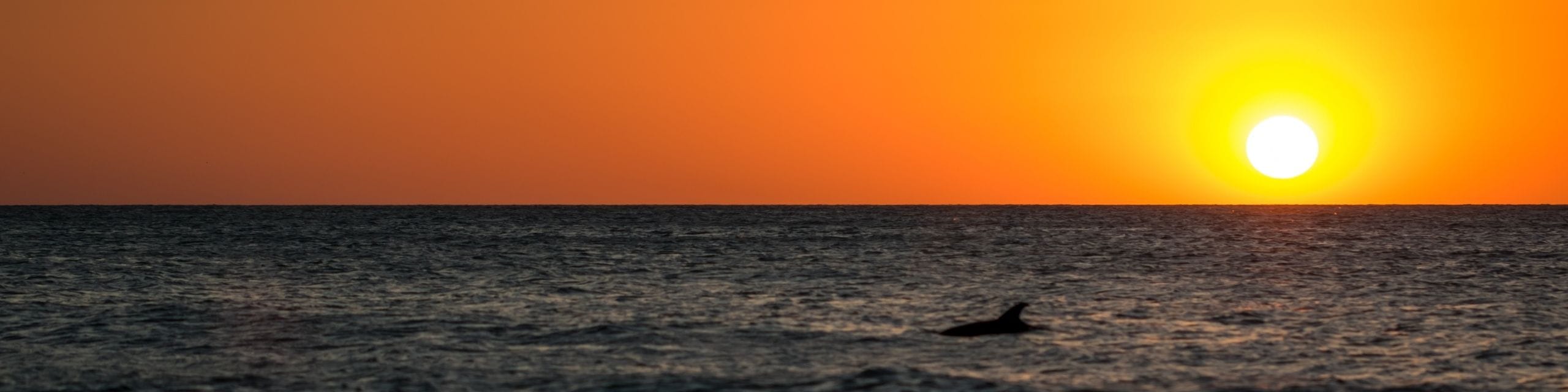 Dolphin Swimming With Sunset Background